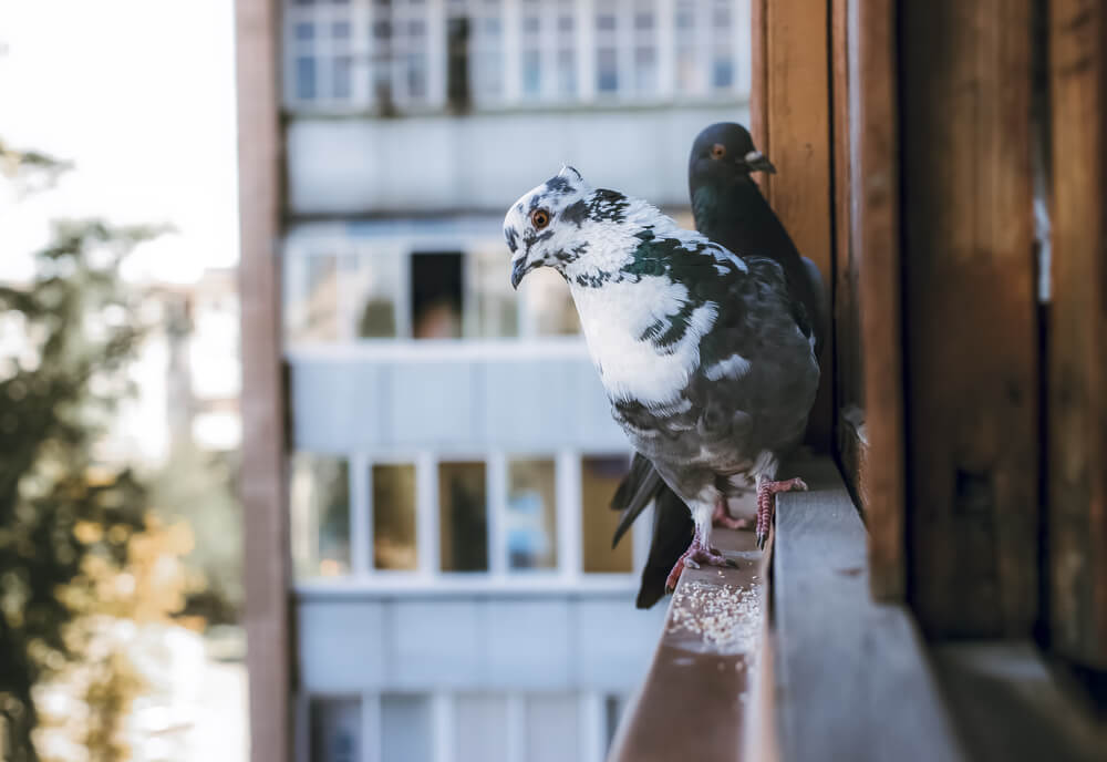 Zaštita od golubova